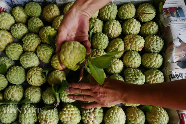 Tấp nập chợ na lớn nhất miền Bắc dài cả cây số - 5