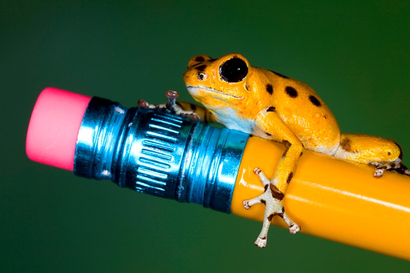 Ớn lạnh với 10 loài động vật cực độc trên Trái Đất - 3