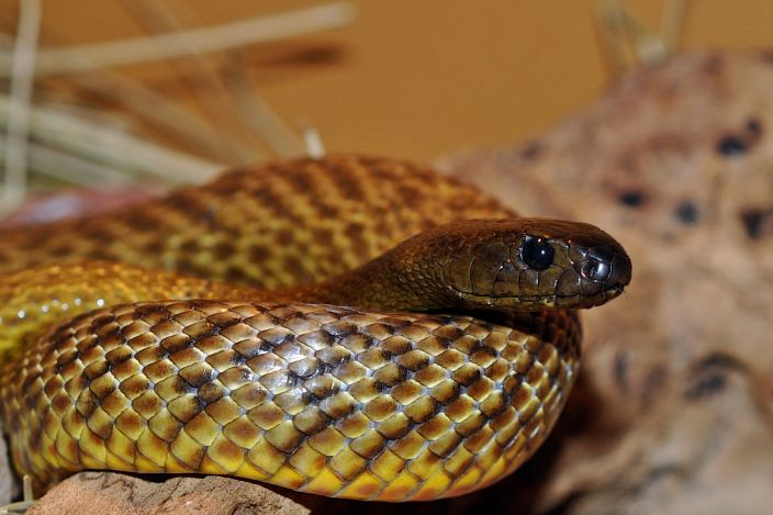 Ớn lạnh với 10 loài động vật cực độc trên Trái Đất - 4