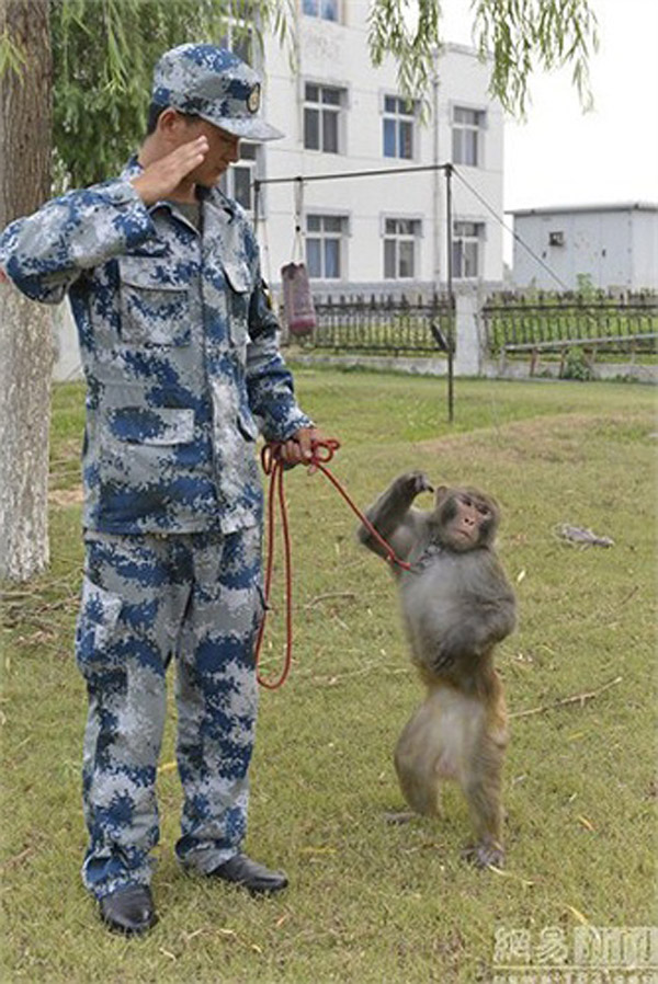 Trung Quốc huấn luyện khỉ, chim ưng bảo vệ lễ diễu binh - 2