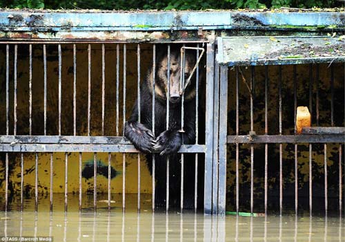 Nga: Giải cứu gấu nâu đáng thương do sở thú ngập lụt - 1