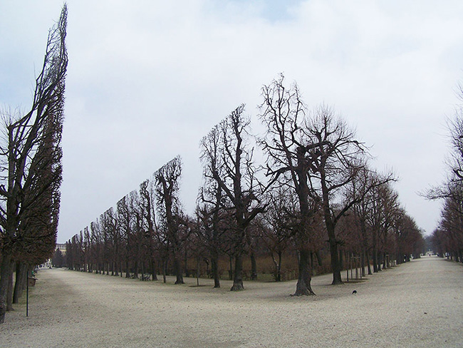 Hàng cây được tỉa thẳng tắp tại công viên Schonbrunn.