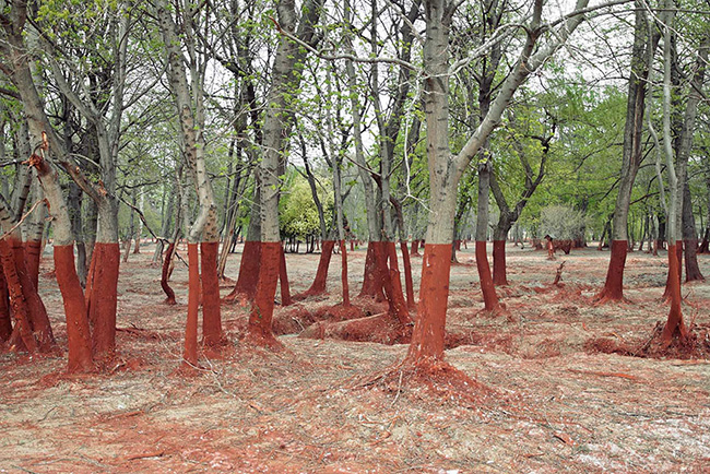 Rừng cây tại Hungary sau một vụ rò rỉ chất độc hại.

