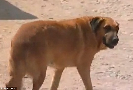 Chile: Bé 2 tuổi sống sót nhờ được chó cho bú - 2