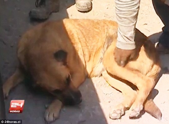 Chile: Bé 2 tuổi sống sót nhờ được chó cho bú - 3
