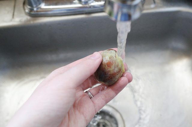 Mẹo trồng bơ tại nhà vừa làm cảnh, vừa ăn trái - 4