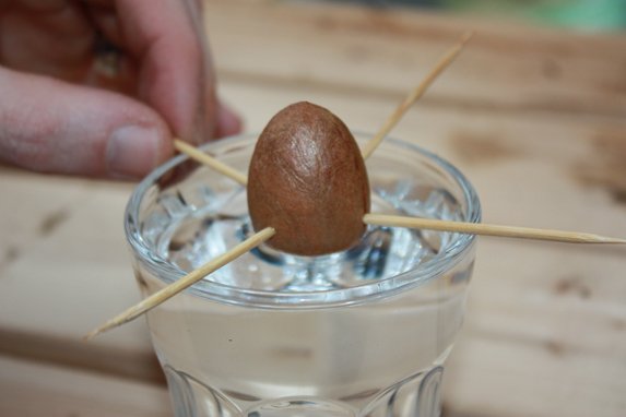 Mẹo trồng bơ tại nhà vừa làm cảnh, vừa ăn trái - 6