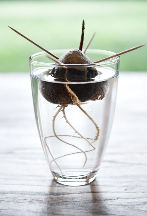 Mẹo trồng bơ tại nhà vừa làm cảnh, vừa ăn trái - 7