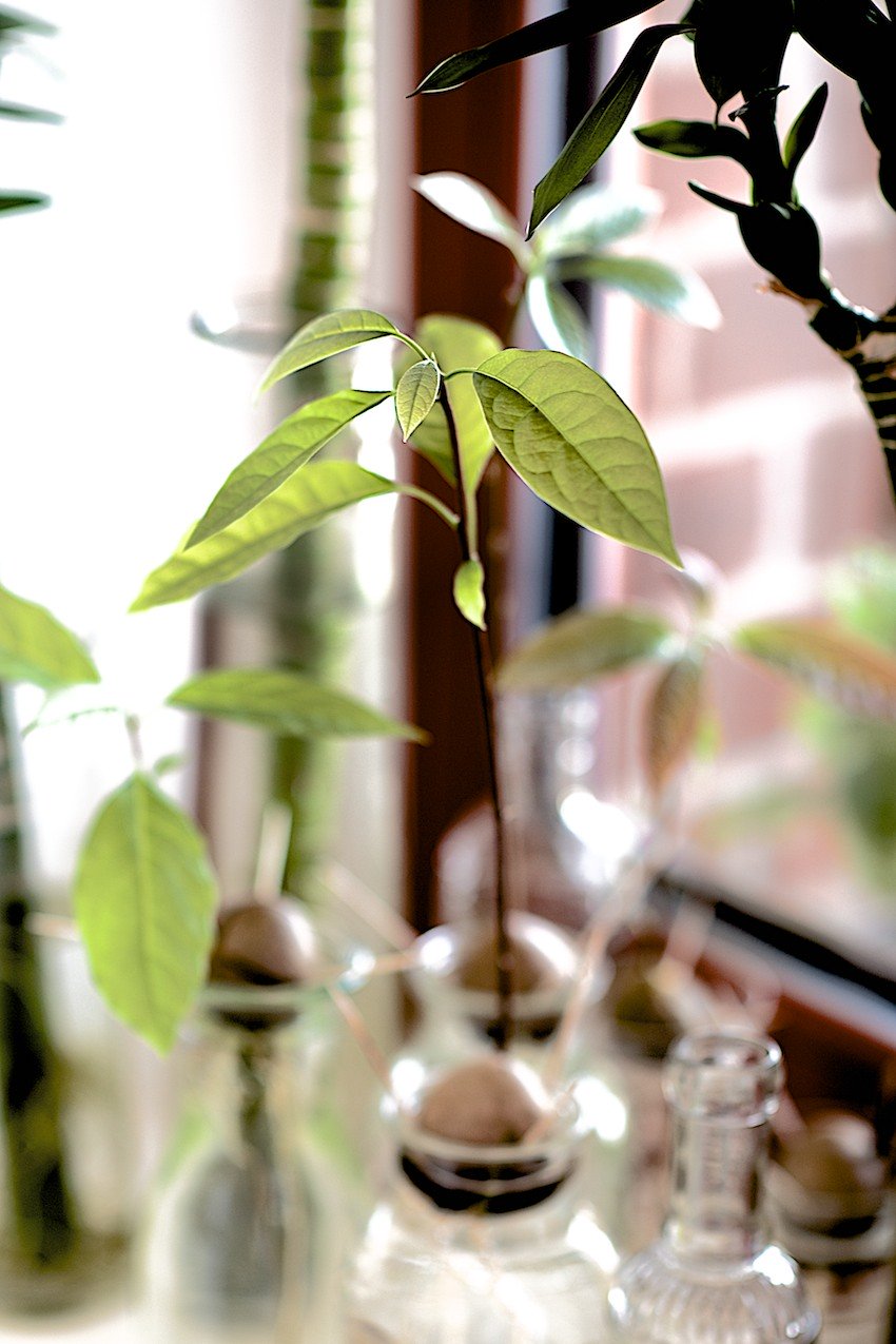 Mẹo trồng bơ tại nhà vừa làm cảnh, vừa ăn trái - 9