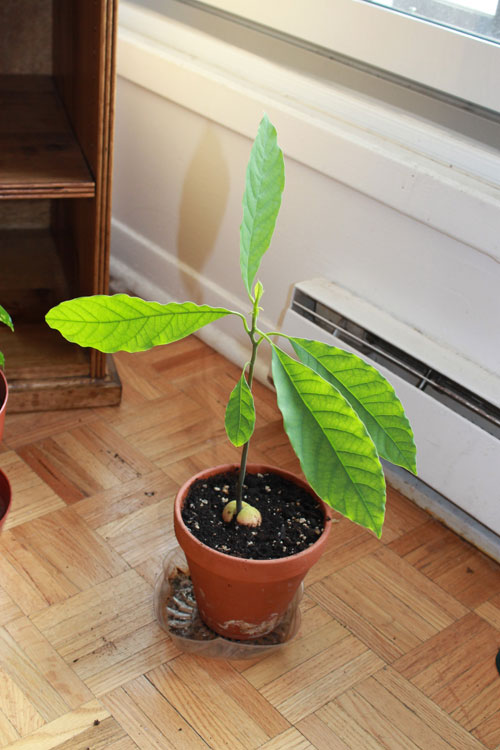 Mẹo trồng bơ tại nhà vừa làm cảnh, vừa ăn trái - 11