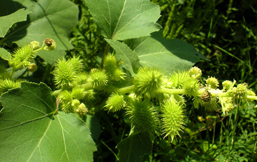 Viêm xoang mạn tính - đừng ‘đổ thừa’ cho mũi - 1