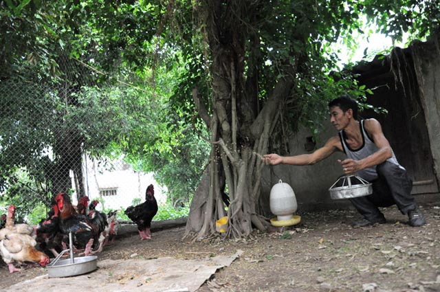 Chiêm ngưỡng gà Đông Tảo có vẩy, móng rồng quý hiếm - 10