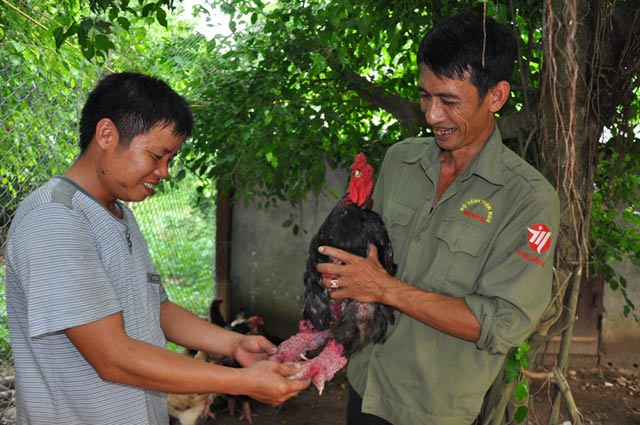 Chiêm ngưỡng gà Đông Tảo có vẩy, móng rồng quý hiếm - 8