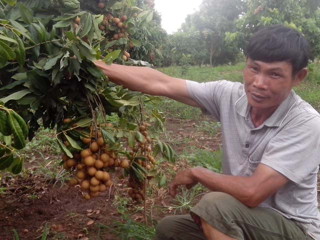 "Vua" nhãn kể chuyện... đếm tiền mỏi tay - 1