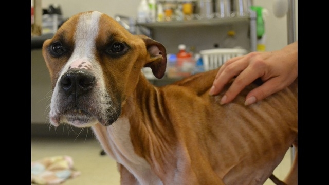 Giải cứu chú chó bị bỏ rơi đến nỗi gầy trơ xương - 1