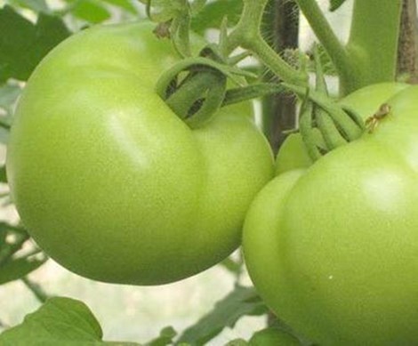 Hợp chất trong táo và cà chua xanh giúp giảm teo cơ - 1