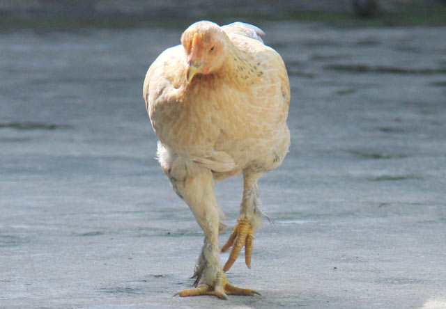 Lạ đời giống gà ta có lông mọc dưới chân - 3