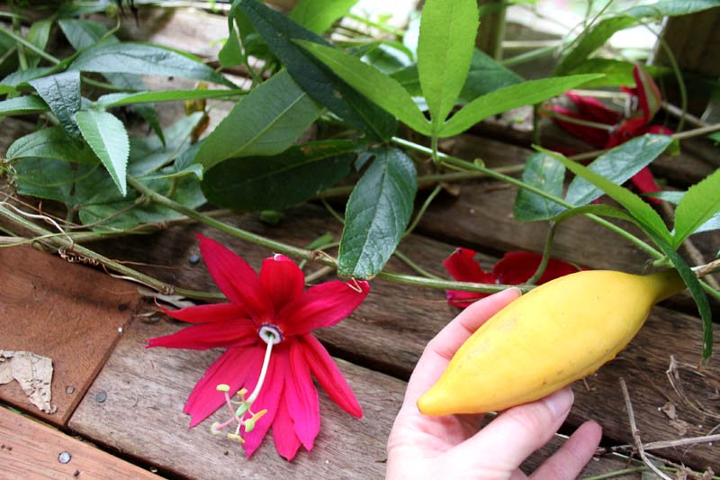 Mục sở thị chanh leo hình chuối độc đáo - 10