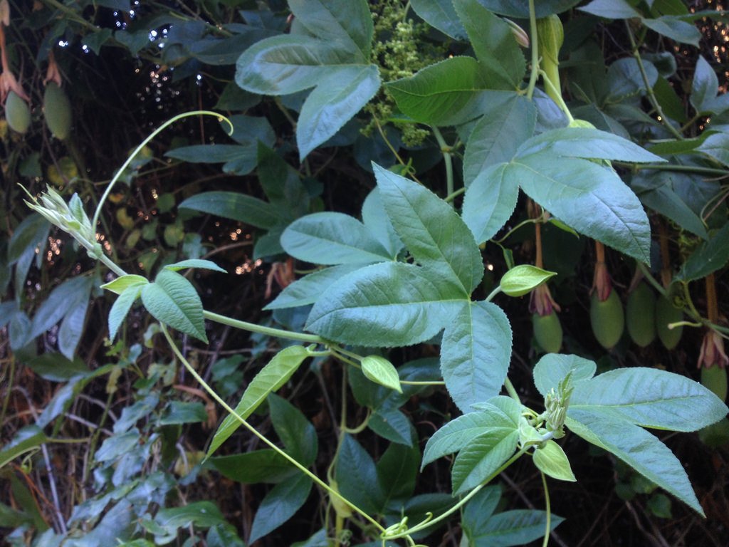 Mục sở thị chanh leo hình chuối độc đáo - 11