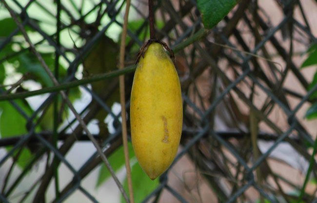 Mục sở thị chanh leo hình chuối độc đáo - 12