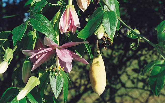 Mục sở thị chanh leo hình chuối độc đáo - 3