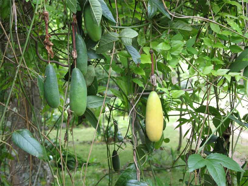 Mục sở thị chanh leo hình chuối độc đáo - 4