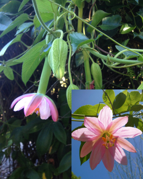 Mục sở thị chanh leo hình chuối độc đáo - 5