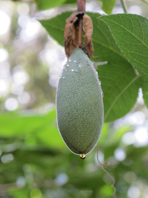 Mục sở thị chanh leo hình chuối độc đáo - 6