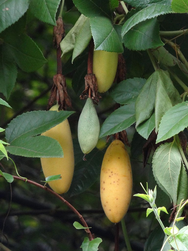 Mục sở thị chanh leo hình chuối độc đáo - 7