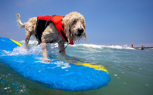 Sửng sốt trước những giải thi đấu kì quặc nhất - 3