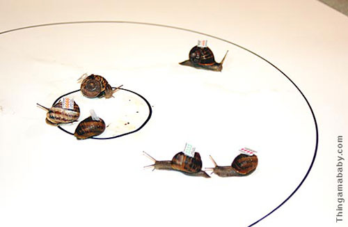 Sửng sốt trước những giải thi đấu kì quặc nhất - 6