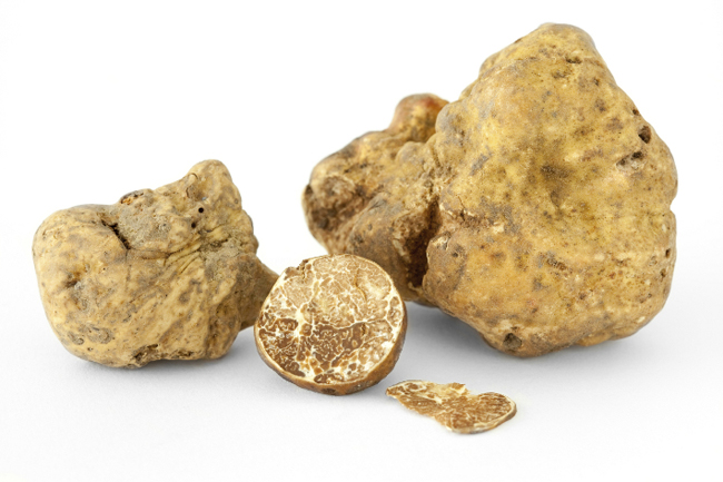 Nấm truffle trắng được xem là hiếm như kim cương và quý hơn vàng nhờ vị ngọt lạ rất đặc trưng mà không một loại nấm nào trên thế giới có được.
