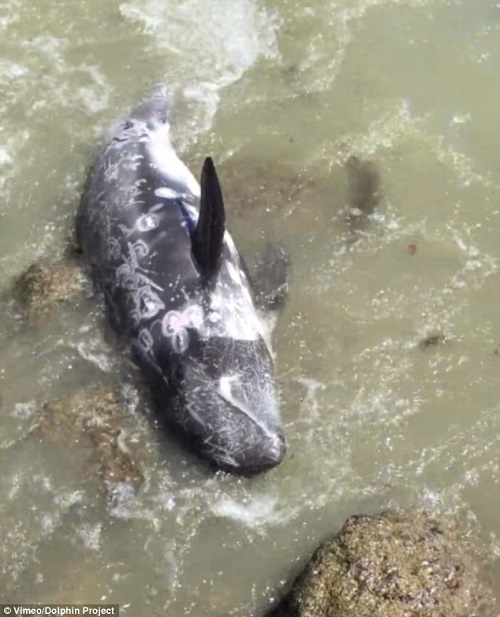 Video: Cá heo đập mình vào đá để thoát khỏi sự đánh bắt - 1