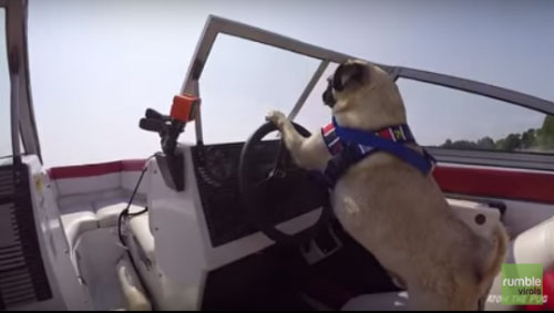 Chú chó siêu thông minh tự lái tàu thủy tốc độ cao - 1