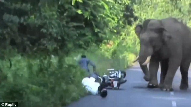 Video: Đi xe máy qua đường rừng, suýt bị voi giẫm chết - 1