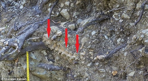 Phát hiện bộ xương 900 năm tuổi dưới gốc cây 215 tuổi - 2