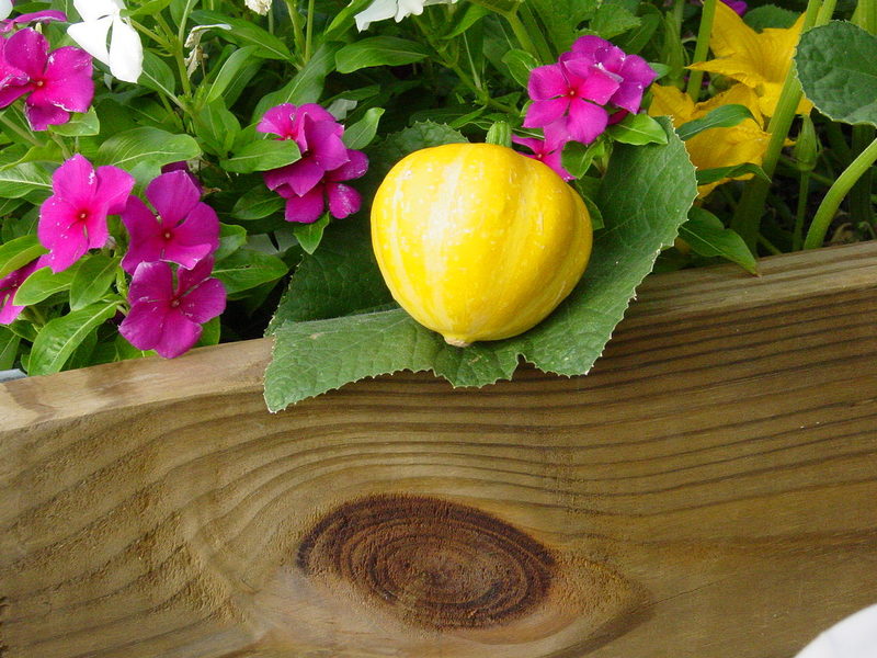 Bí đao chanh siêu lạ được chị em lùng mua - 1