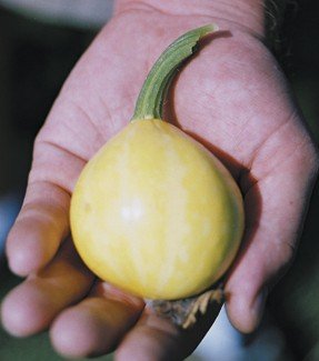 Bí đao chanh siêu lạ được chị em lùng mua - 2