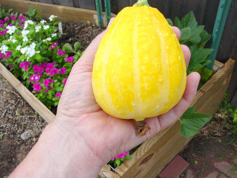 Bí đao chanh siêu lạ được chị em lùng mua - 5