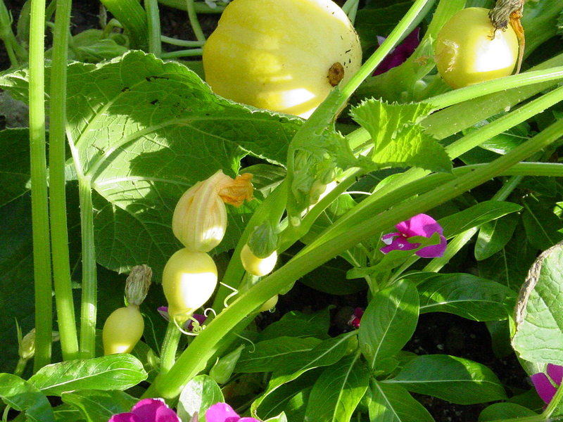 Bí đao chanh siêu lạ được chị em lùng mua - 7