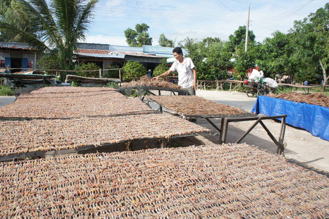 Quy trình đưa “vũ nữ chân dài” miền Tây lên bàn nhậu - 8