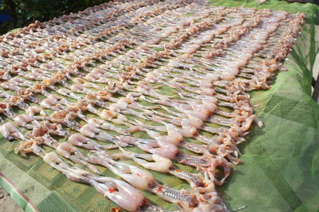 Quy trình đưa “vũ nữ chân dài” miền Tây lên bàn nhậu - 1