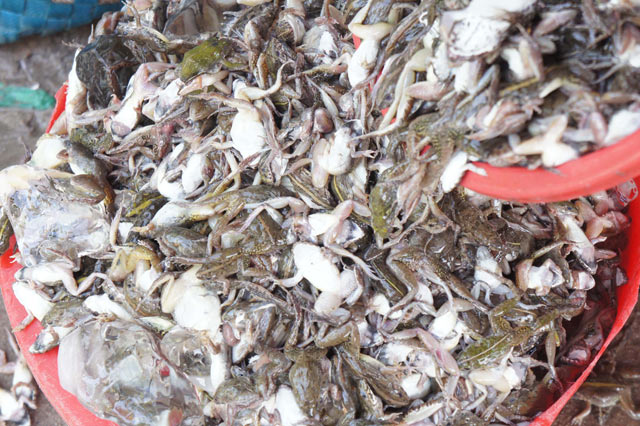 Quy trình đưa “vũ nữ chân dài” miền Tây lên bàn nhậu - 2