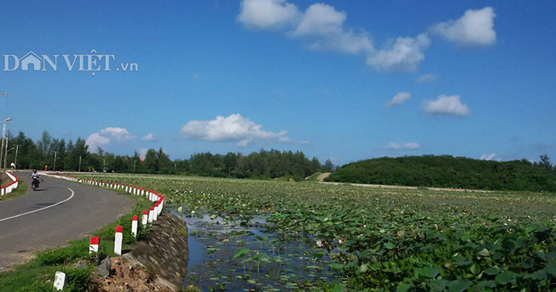 Đẹp quá hoa sen ở Côn Đảo! - 2