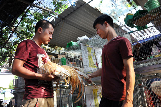 Chiêm ngưỡng gà quý đuôi dài cả mét giá nghìn đô - 5