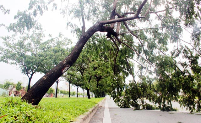 TPHCM: Gần 10 cây xanh bị quật ngã trên đại lộ triệu đô - 4