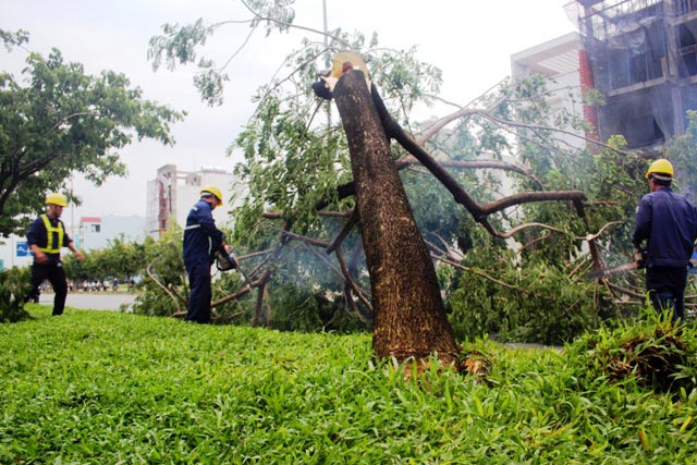 TPHCM: Gần 10 cây xanh bị quật ngã trên đại lộ triệu đô - 5