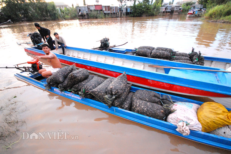 Đi săn cua đồng miền Tây mùa nước lũ - 6