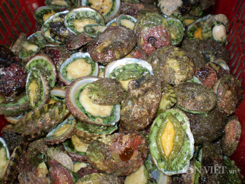 Bào ngư Phú Quốc - món đặc sản không thể chối từ - 1