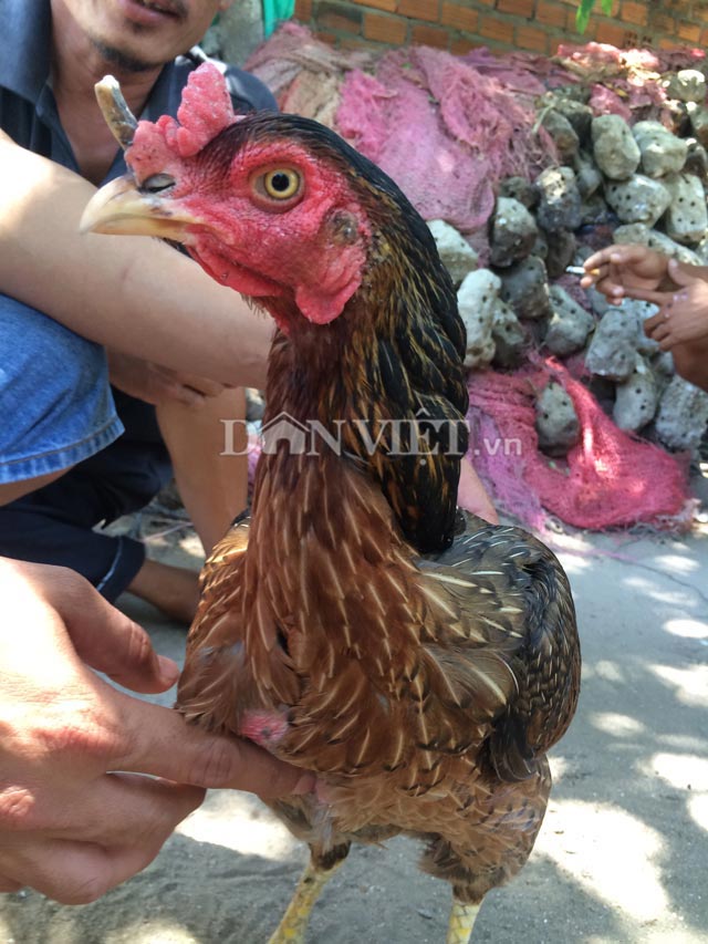 Kỳ lạ gà mái mọc sừng như tê giác, trả 10 triệu không bán - 2